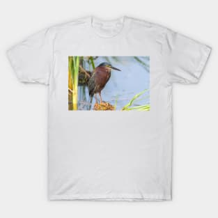 Green Heron Stare T-Shirt